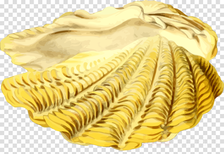 Seashell Clipart Seashell Clip Art (900x620), Png Download