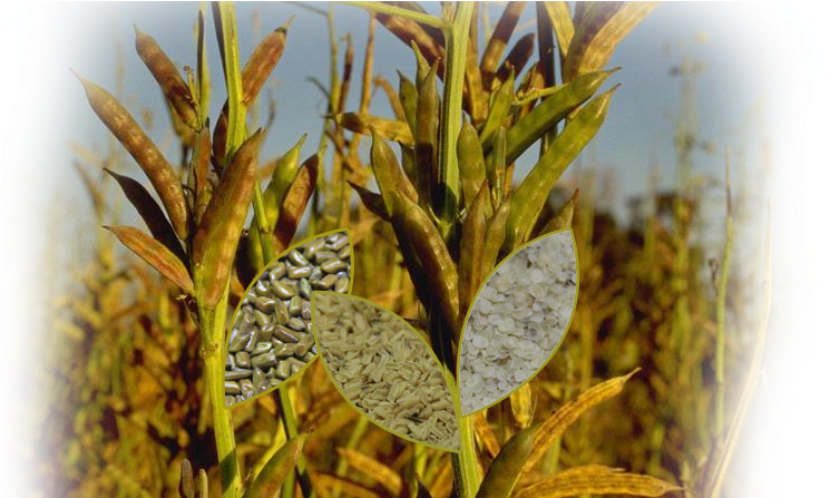 Parent Directory (1142x446), Png Download