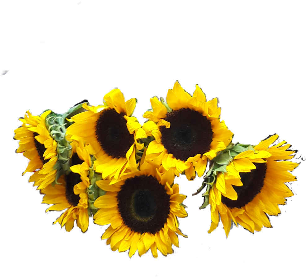 Girasoles Png (988x893), Png Download