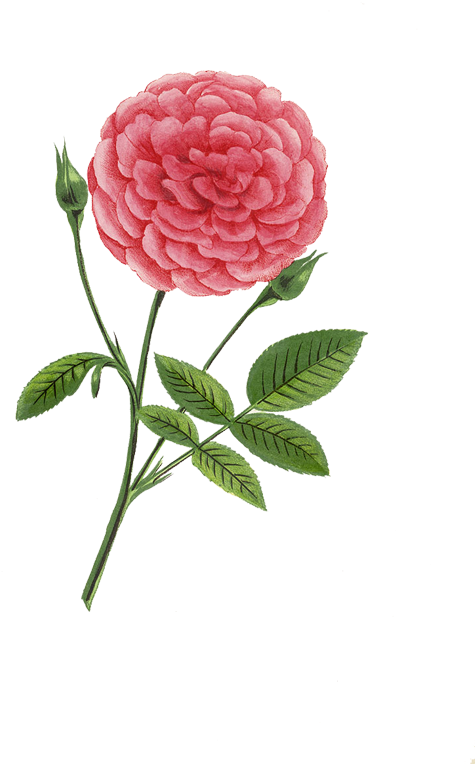 Vintage Flower Prints, Vintage Flowers, Rose Prints, (525x800), Png Download