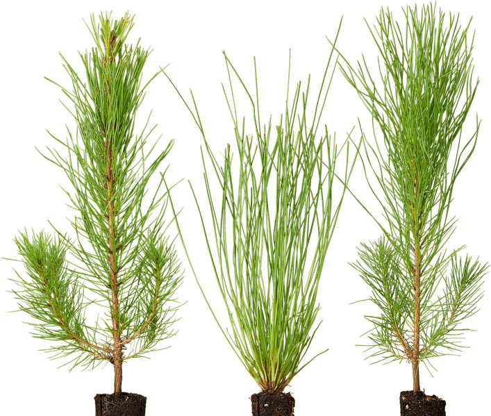 Seedling Png (707x599), Png Download
