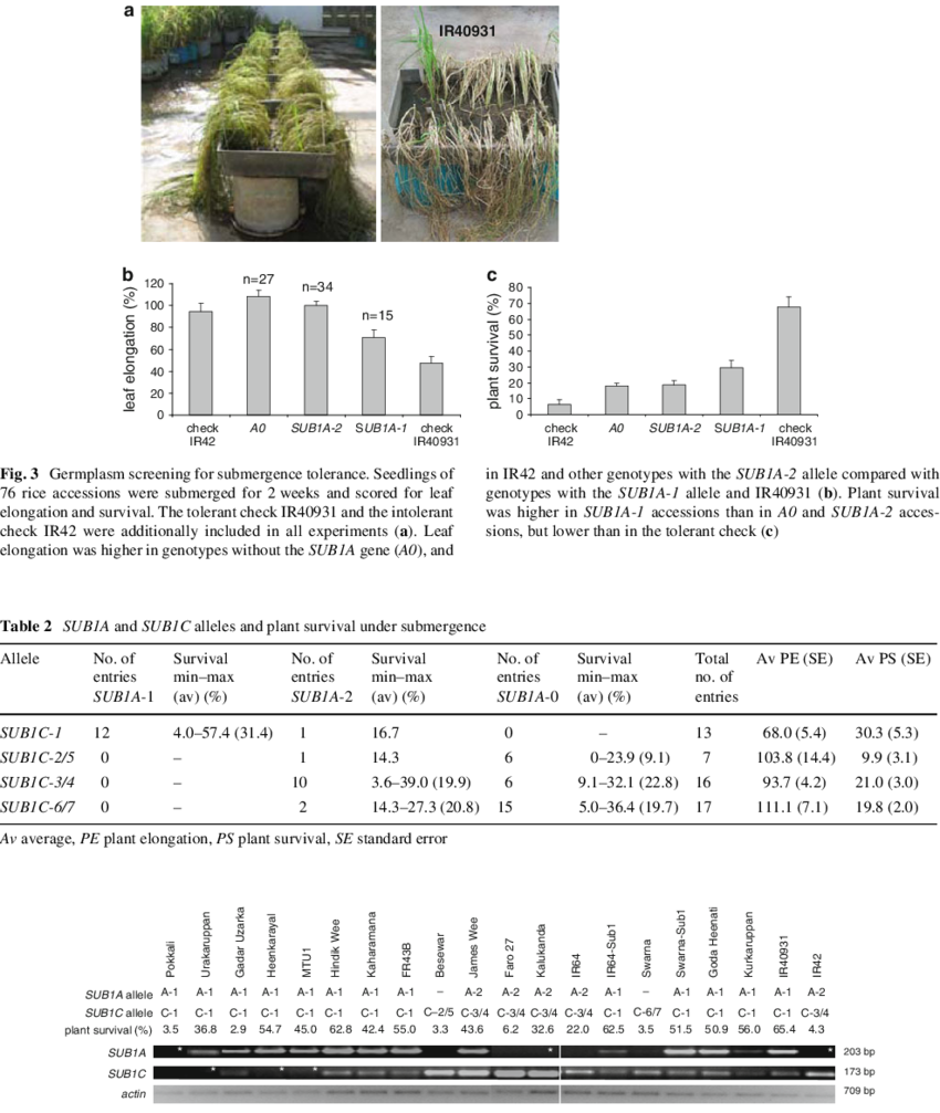 Sub1a And Sub1c Expression In Submerged Seedling Leaves (850x1007), Png Download