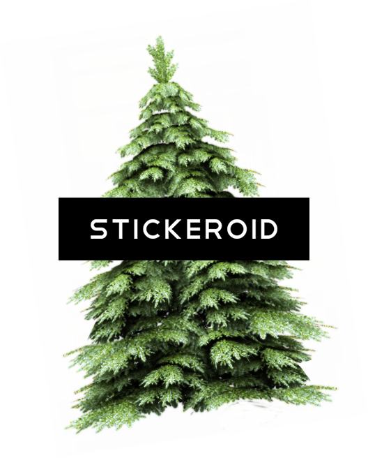 Fir-tree (528x656), Png Download