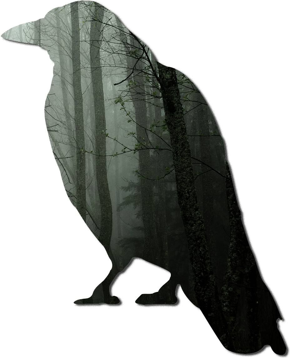 Eagle Feather Png (972x1170), Png Download