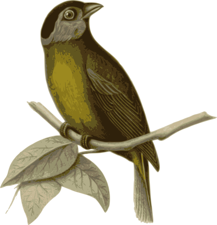 Bird In The Tree Drawing Bald Eagle Moss-backed Tanager (721x750), Png Download
