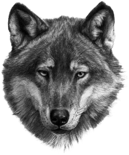 Wolf (866x650), Png Download