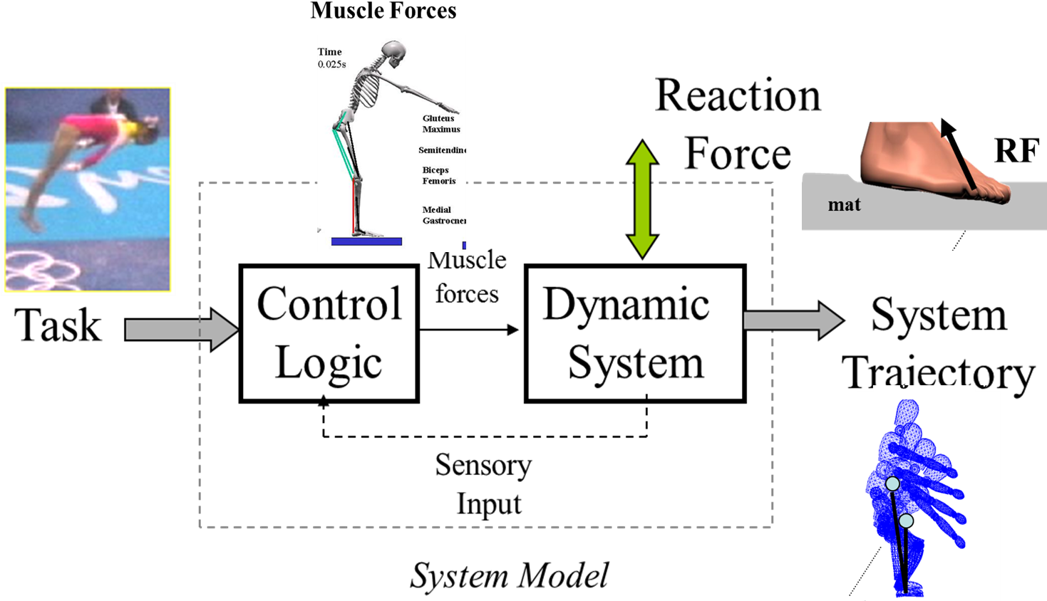 Gymnastics Research - (1516x897), Png Download