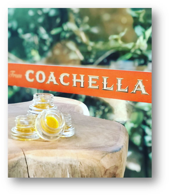 “coachella™ Premium Brand Products Is The First And (591x679), Png Download