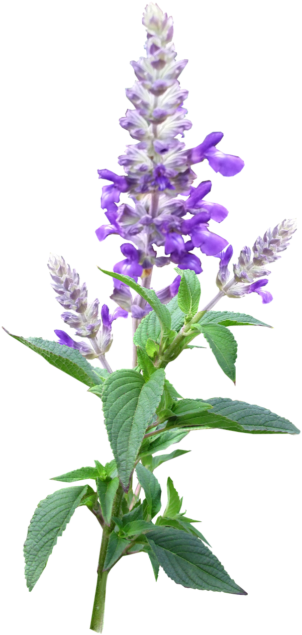 Flower Stem Purple (720x1280), Png Download