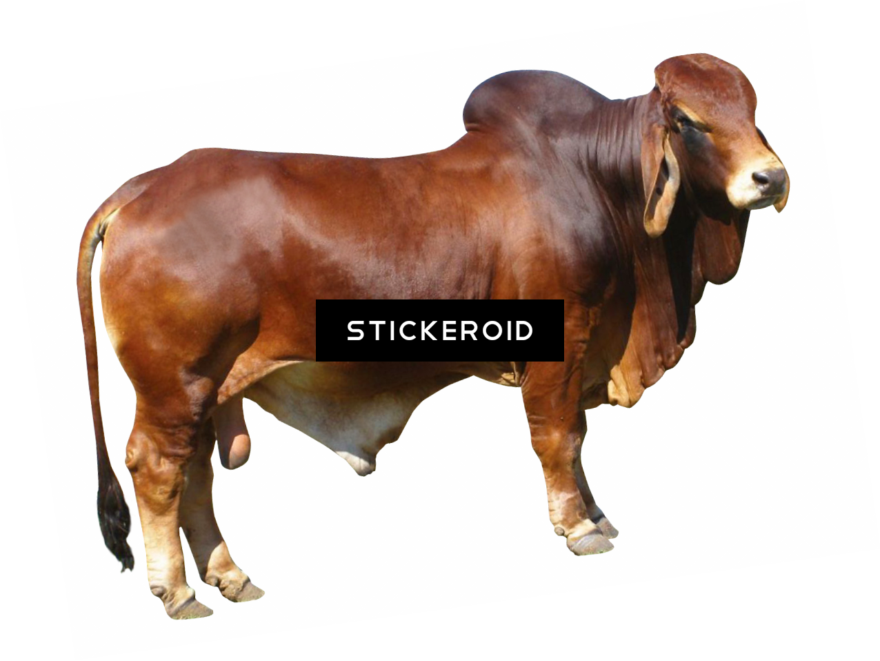 Bull (1276x958), Png Download