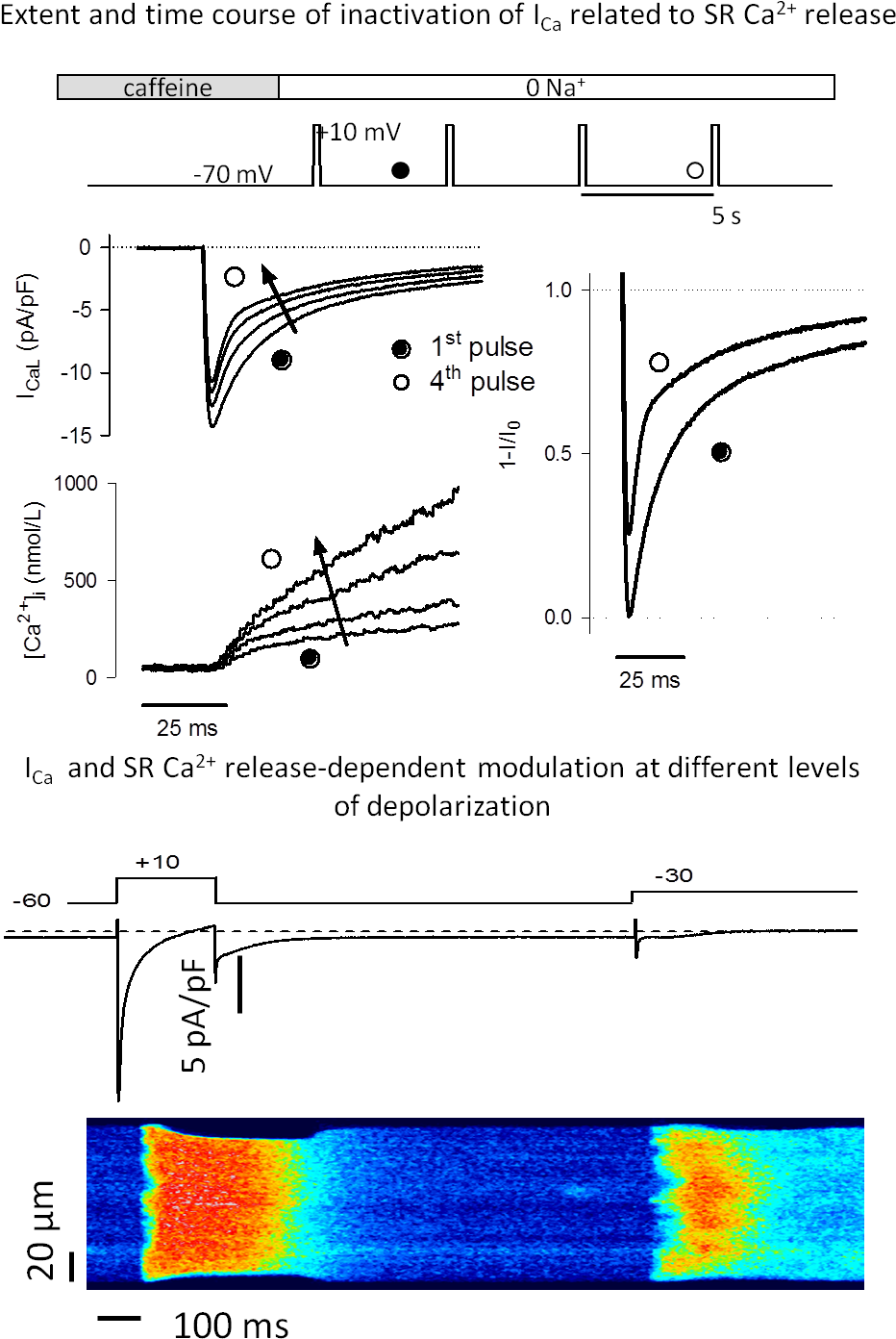 The Strength Of The Heart Beat Is Regulated By A Short-lived (990x1427), Png Download