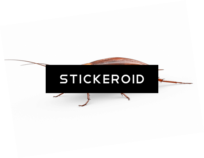 Large Cockroach (652x504), Png Download