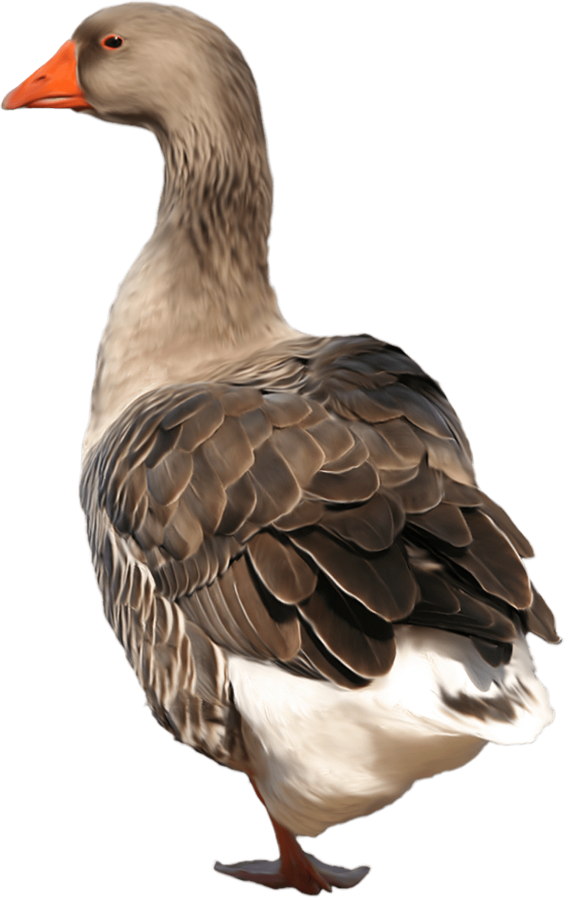 Goose (800x1268), Png Download
