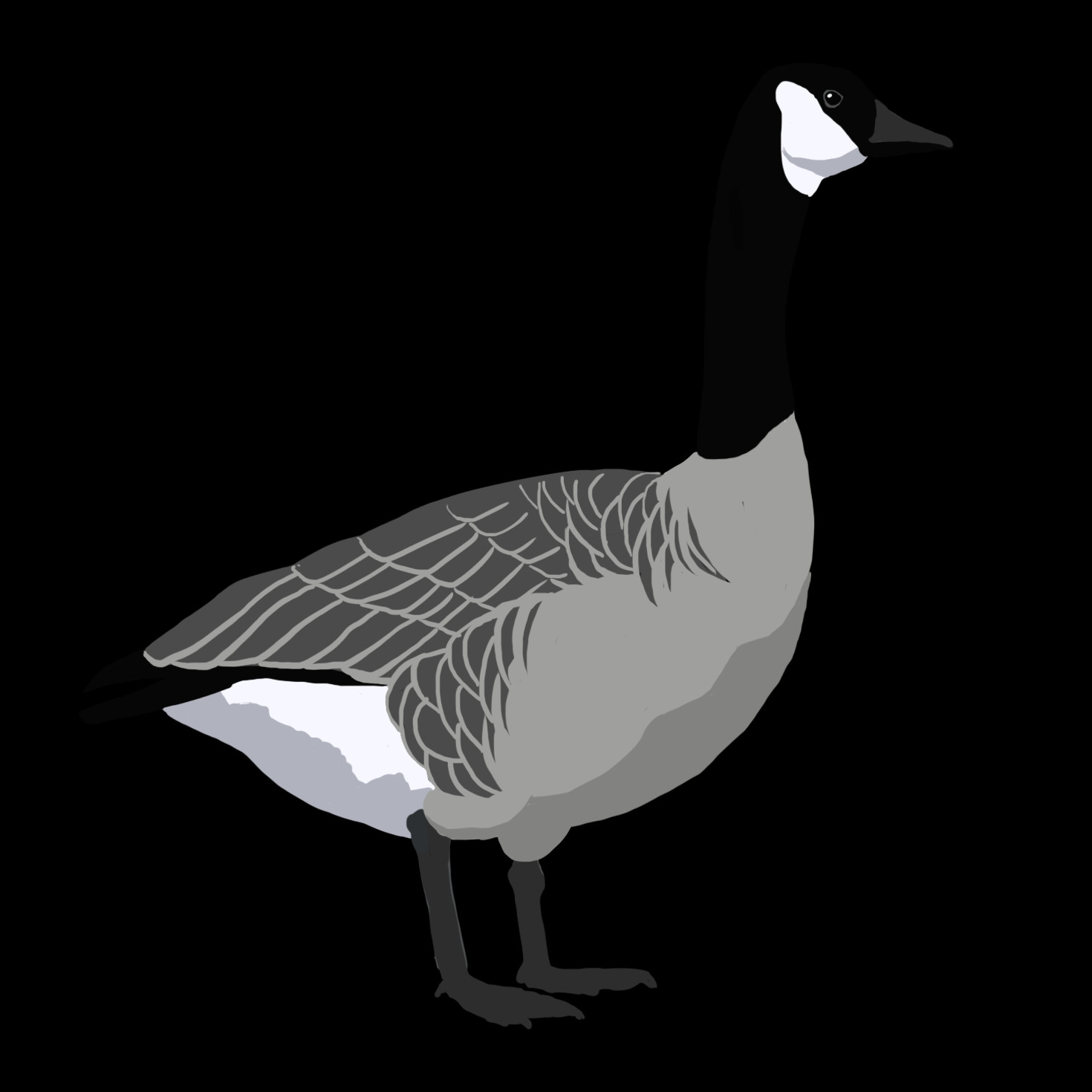 Geese Png (1470x1470), Png Download