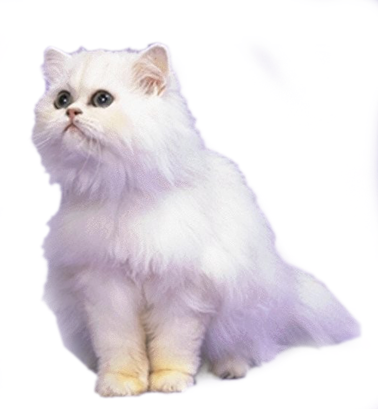 Cat,emoji,real,db 图层11 (741x800), Png Download