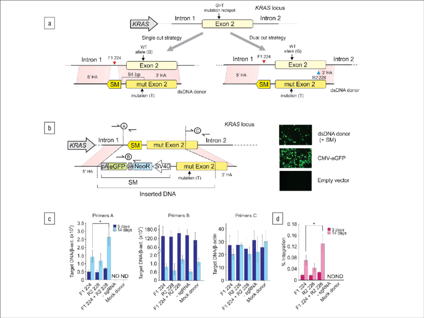 The Envisioned Dual Cut Strategy Versus The Traditional (850x637), Png Download