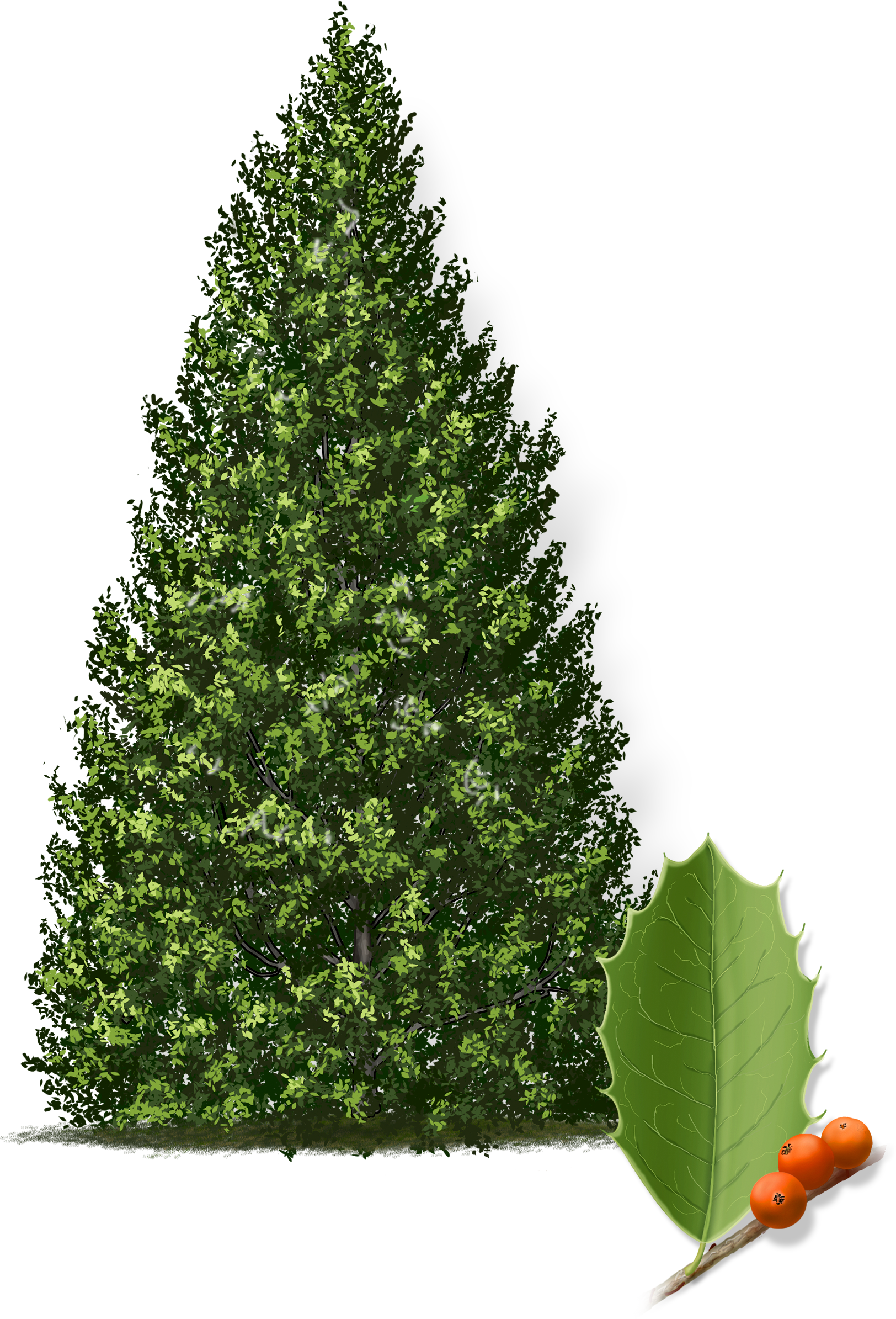 Eagleston Holly Tree (1624x2389), Png Download