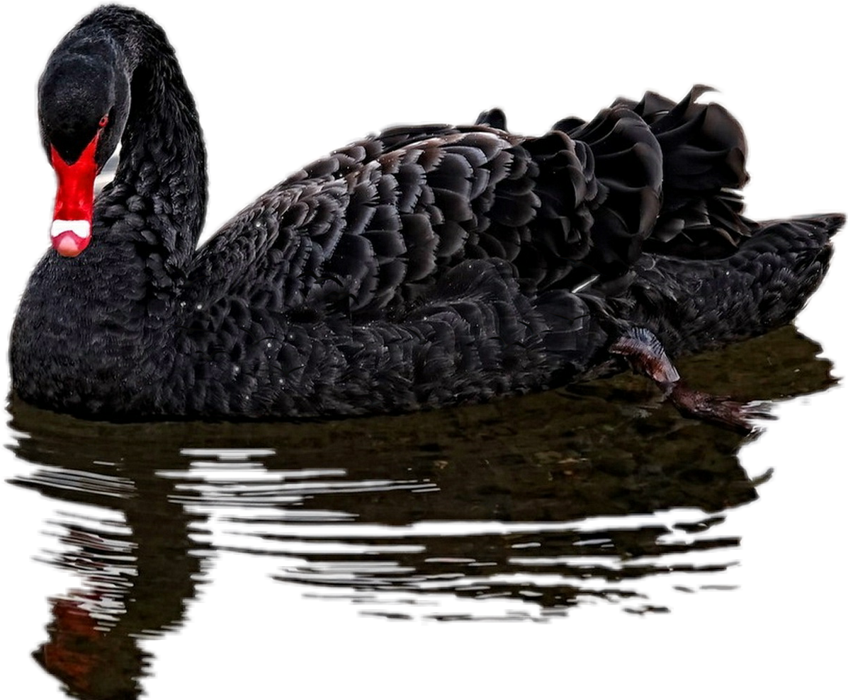 Black Swan Png (1197x989), Png Download