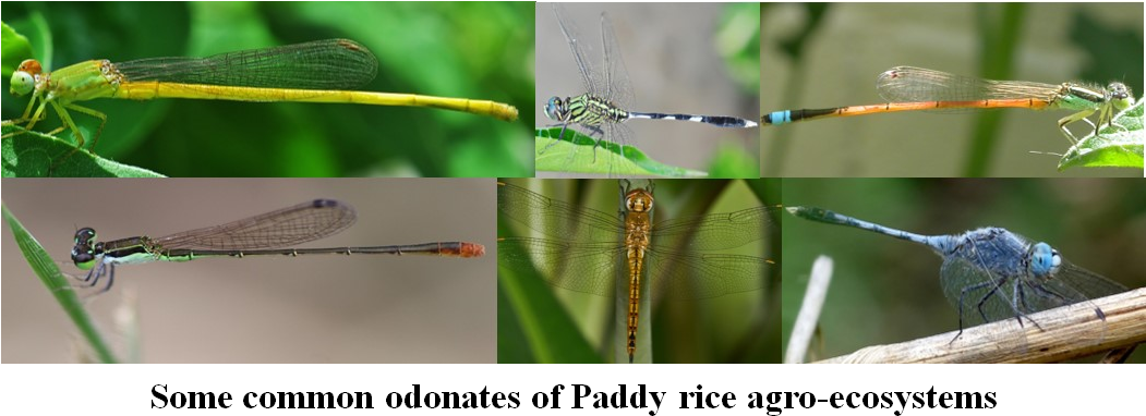 High Nutrient Loads From Agricultural Field And Toxic (1052x392), Png Download