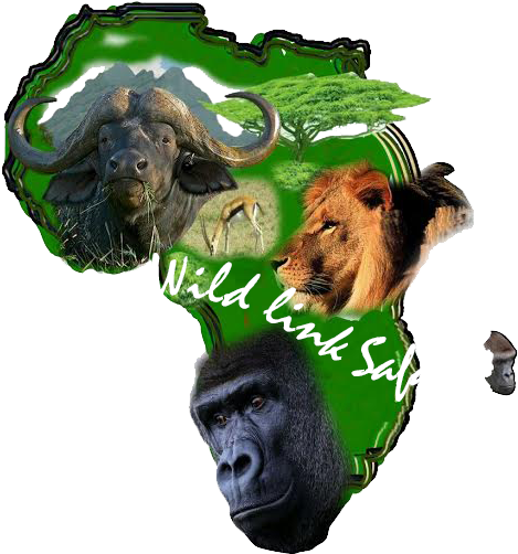 Gorilla Safaris Uganda (575x657), Png Download