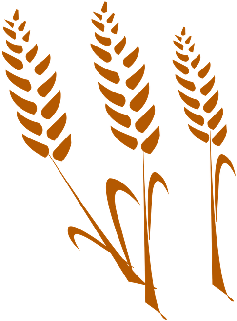 Desenho De Trigo Png (540x720), Png Download