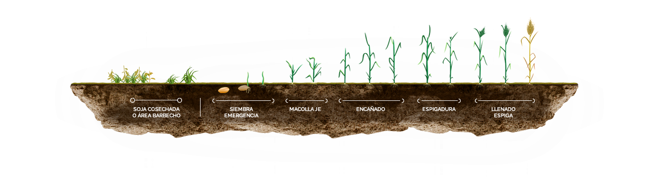 Etapas En El Cultivo De Trigo (1329x433), Png Download
