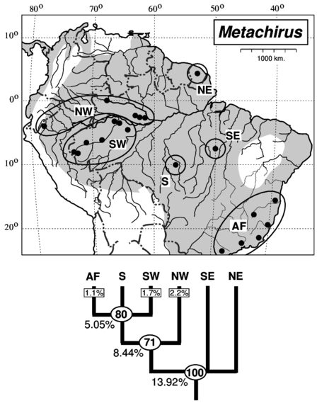 Distribution Of The Brown Four-eyed Opossums, Metachirus (850x568), Png Download