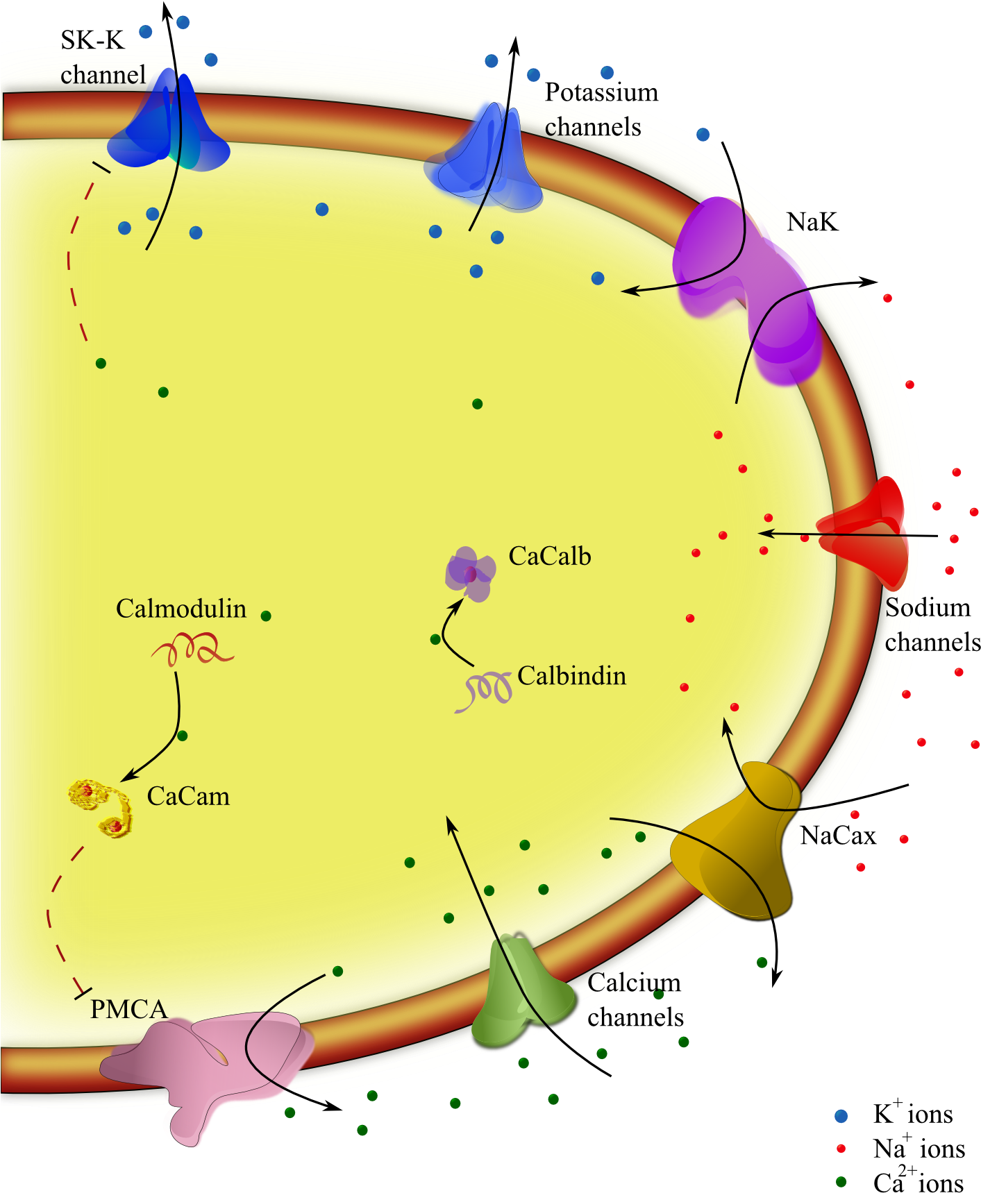 A Model For Pacemaking In Substantia Nigra Neurons (1417x1890), Png Download
