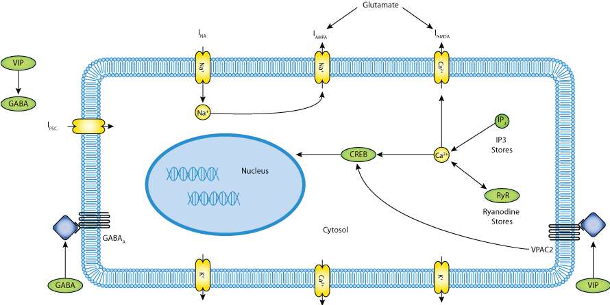 Schematic Representation Of The Scn Neuron Model (890x446), Png Download