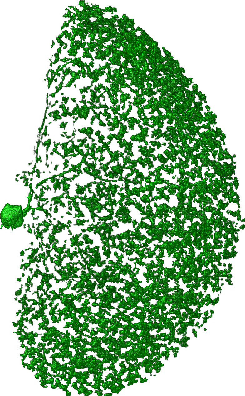 Neurons Png (854x1336), Png Download