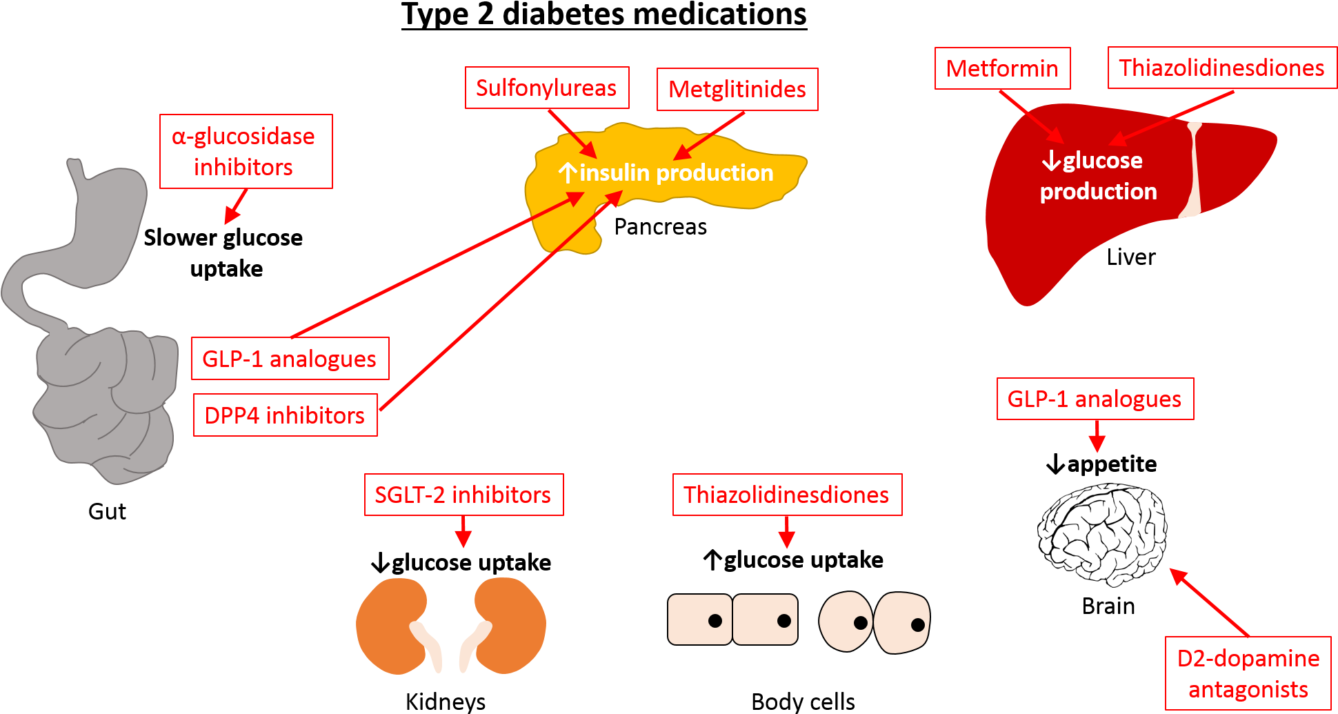 Metformin Is The Most Commonly Used Type Of Medication (1943x1089), Png Download
