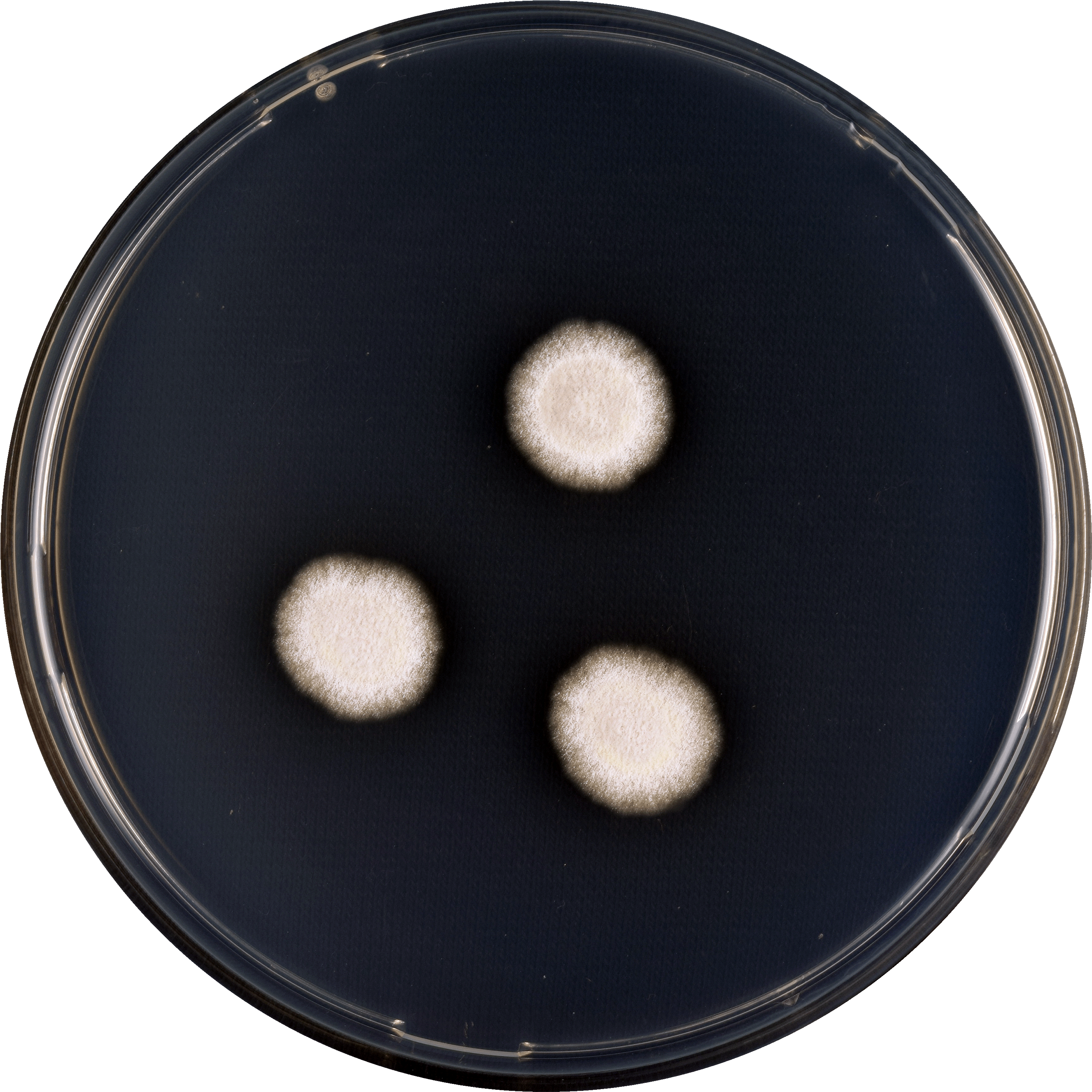 Aspergillus Subalbidus Cya (3000x3000), Png Download