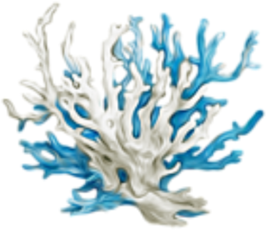 Sea Coral Png (1024x1024), Png Download