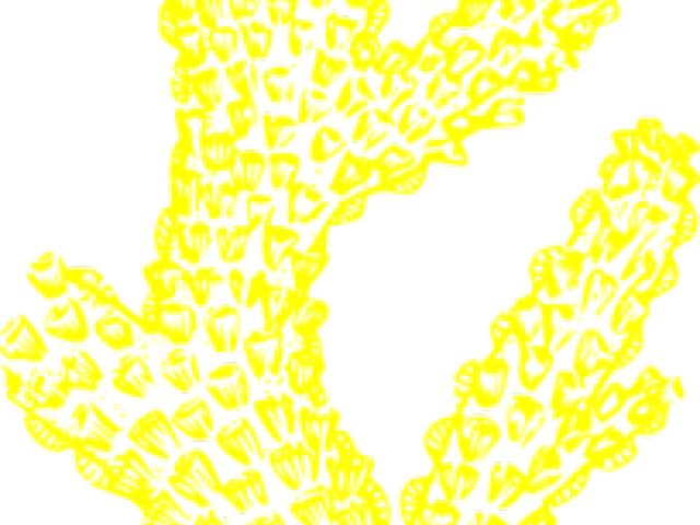 Sea Coral Cliparts (640x480), Png Download