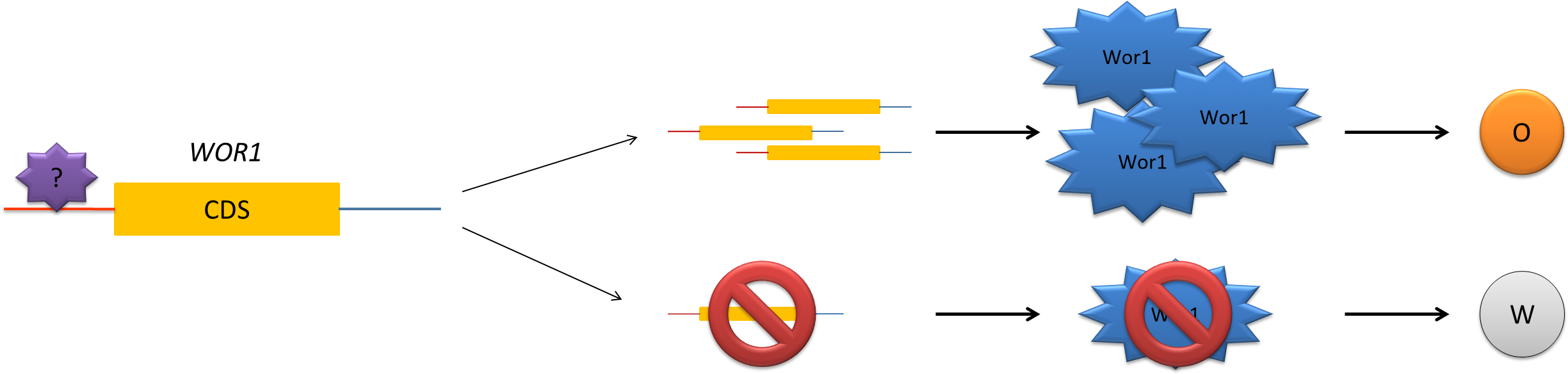 Download Hypothesis PNG Image with No Background - PNGkey.com