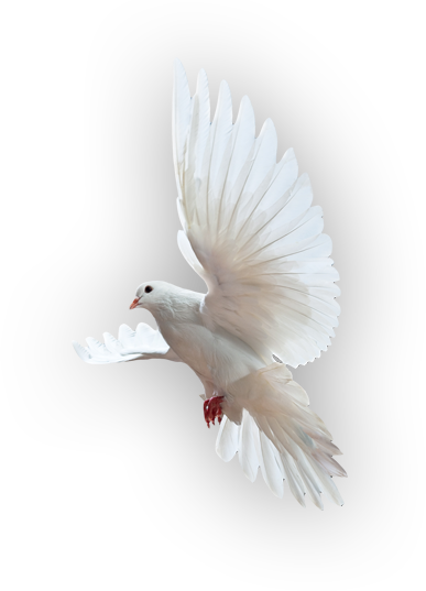 Holy Spirit Dove Png (387x537), Png Download