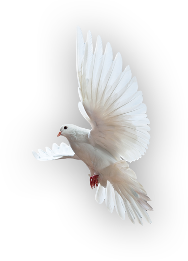 Holy Spirit Dove Png - Free Transparent PNG Download - PNGkey