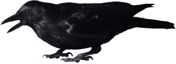 Crow Flying Png - Crow With Transparent Background (600x219), Png Download