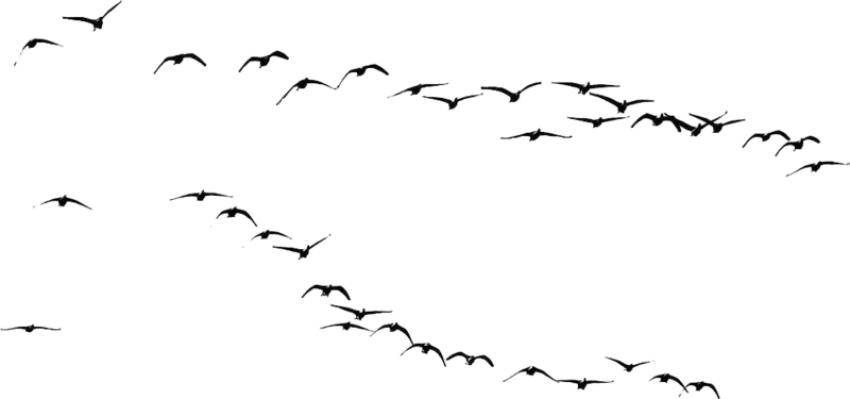 Flying Crows Png Download - Immagini Uccelli Png (750x352), Png Download