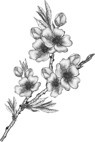 Flowers, Vector Drawing Png - Rosa Glauca (317x473), Png Download