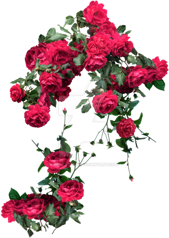 Rose Vines Png - Rose And Vines Transparent (600x808), Png Download