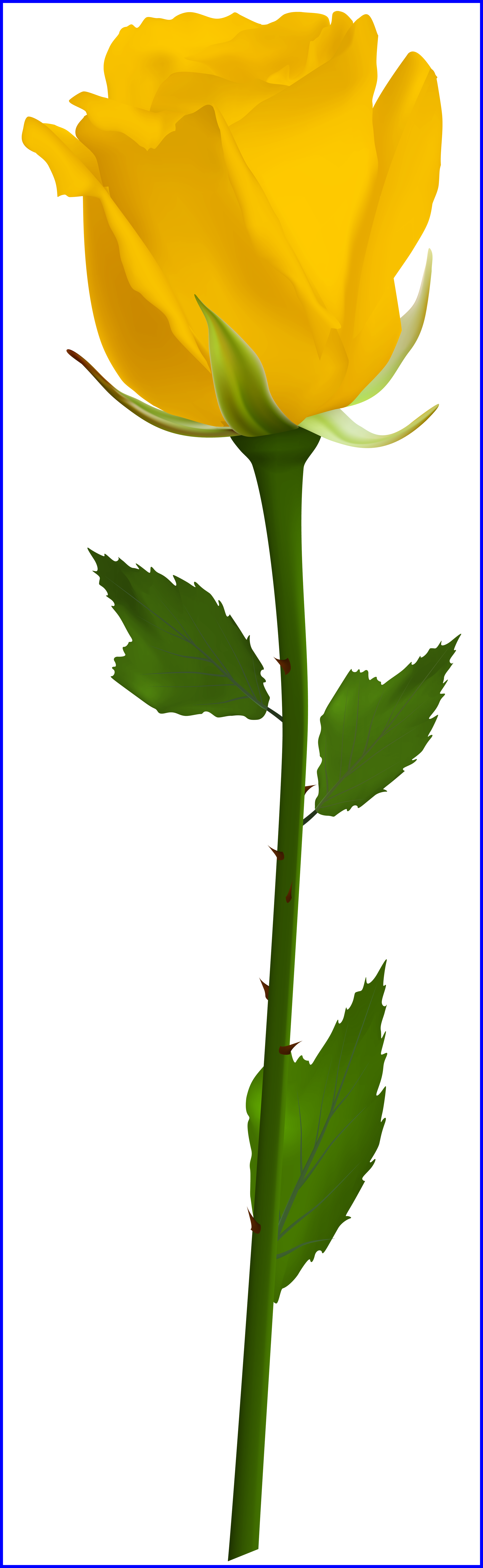 Appealing Rose Vine Border Clip Art Clipart Panda Pic - Single White Rose Png (2471x8030), Png Download