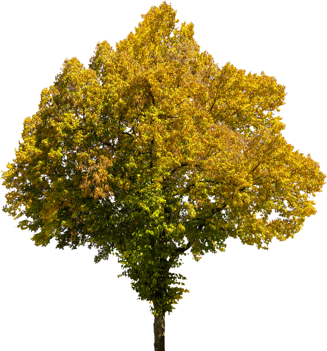 Tree In Autumn Png - Adult Coloring Books: 47 Country Landscapes: Grayscale (1278x1280), Png Download