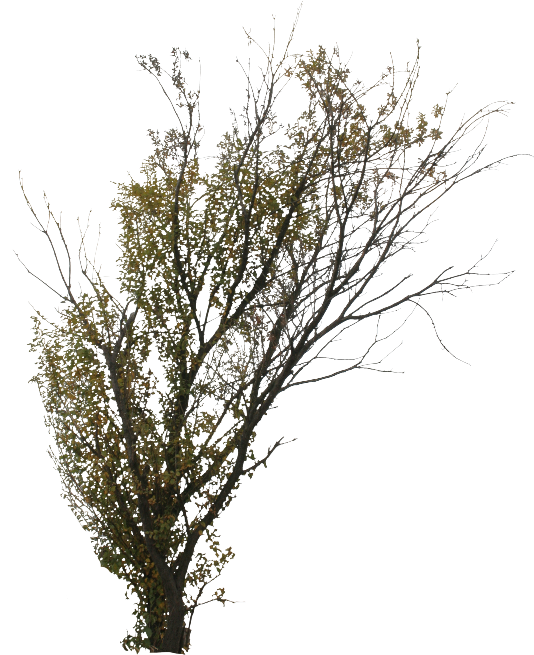 2d Trees, Autumn - Transparent Png Birch Trees (1995x2458), Png Download