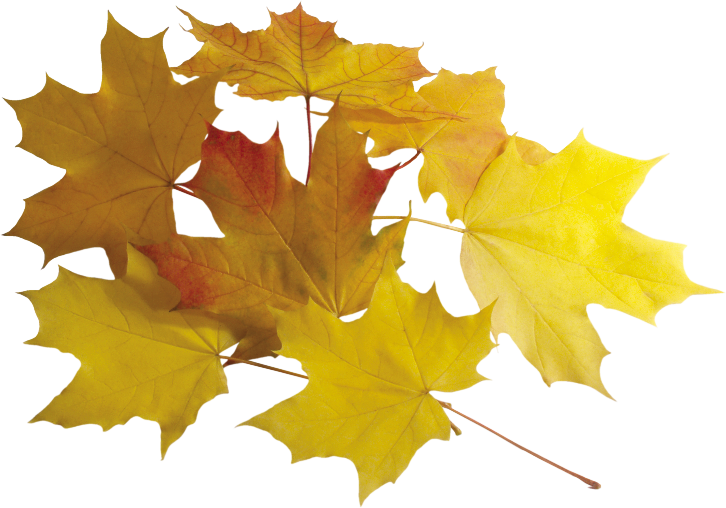 Leaf Yellow Png (2952x2066), Png Download