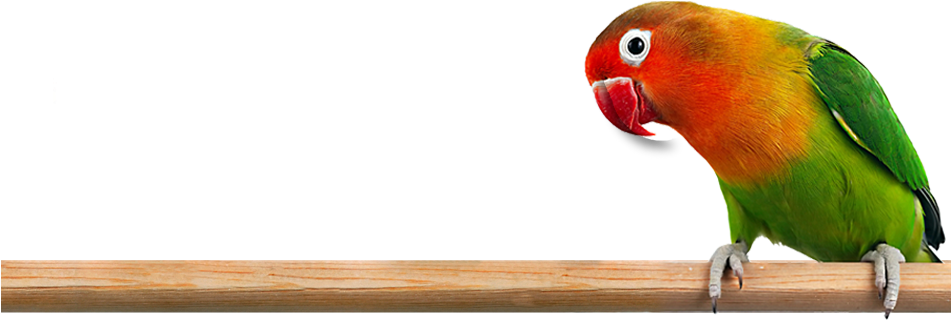 Love Bird Png Clipart Library - Lovebird Png (950x743), Png Download