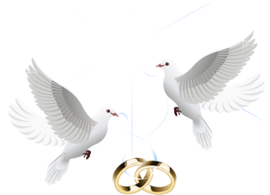 Love Birds Png Images - Wedding Doves With Rings Png (396x306), Png Download
