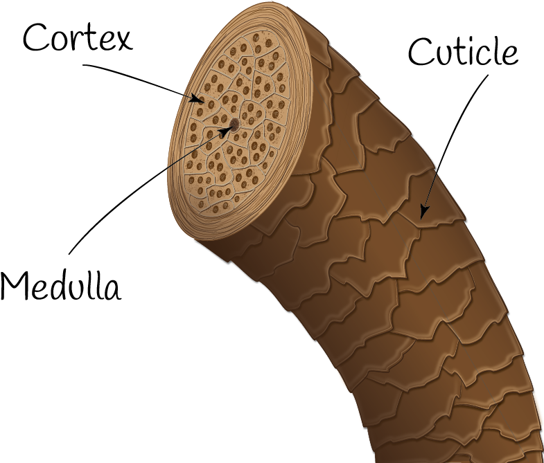 Uppbyggnaden Av Ett Hårstrå Hair - Hair (800x686), Png Download