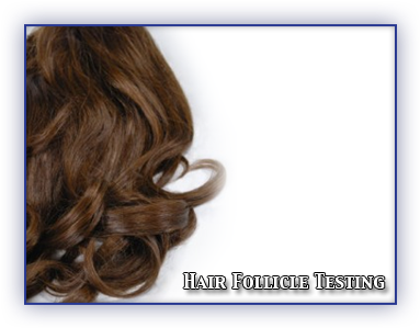 Hair (400x325), Png Download