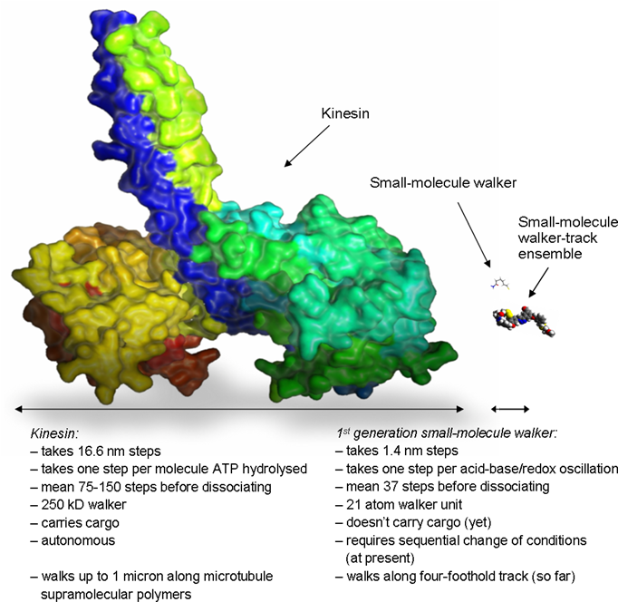 Size Comparison Of Wild Type Kinesin With The Synthetic - Kinesin (700x668), Png Download
